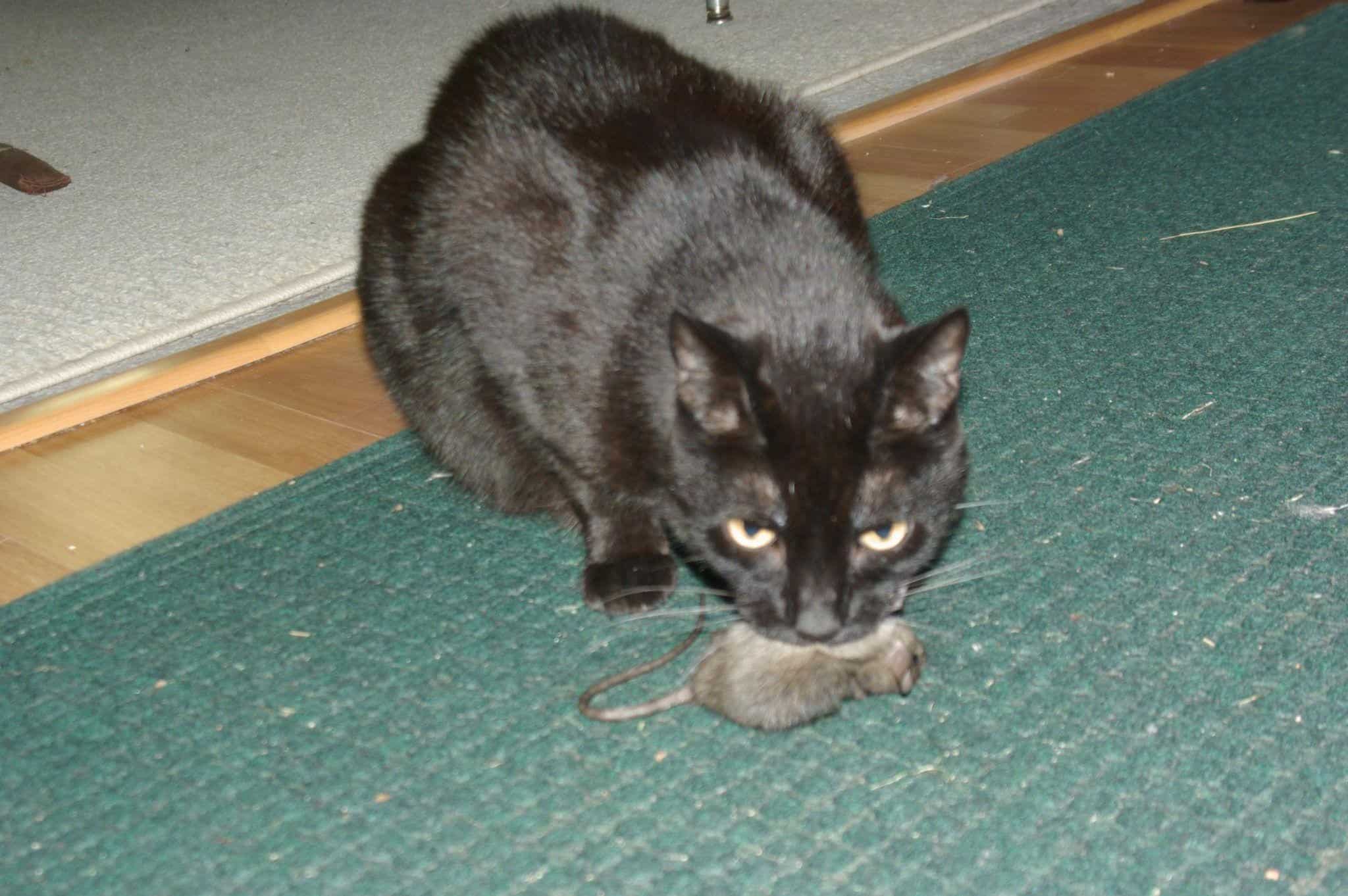 Will Mice Leave Your House if There is No Food?